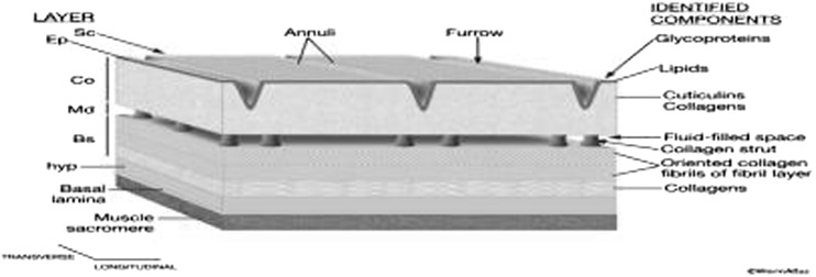 Fig. 2