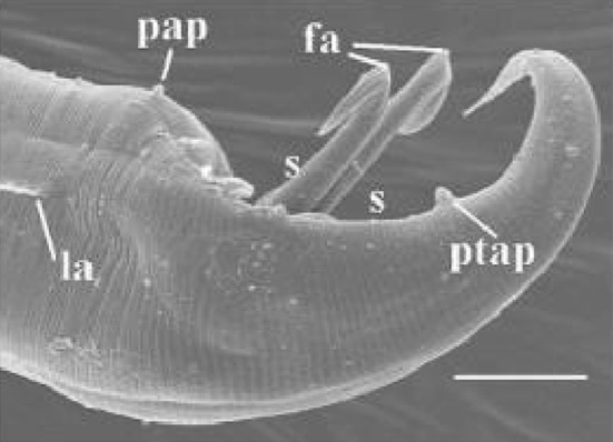 Fig. 8