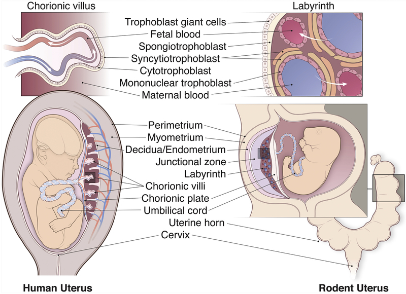 Figure 1: