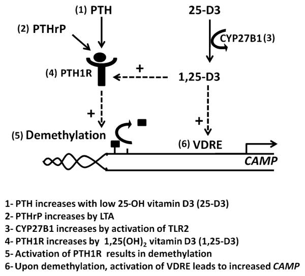 Fig. 6