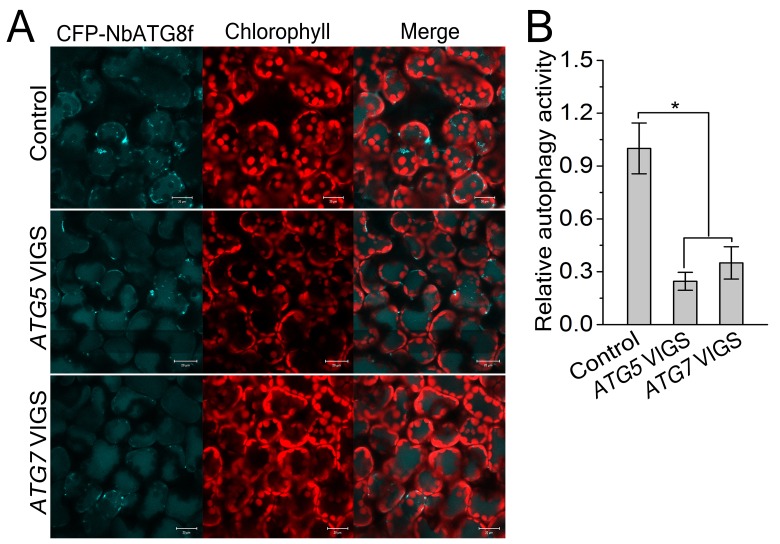 Figure 3—figure supplement 2.