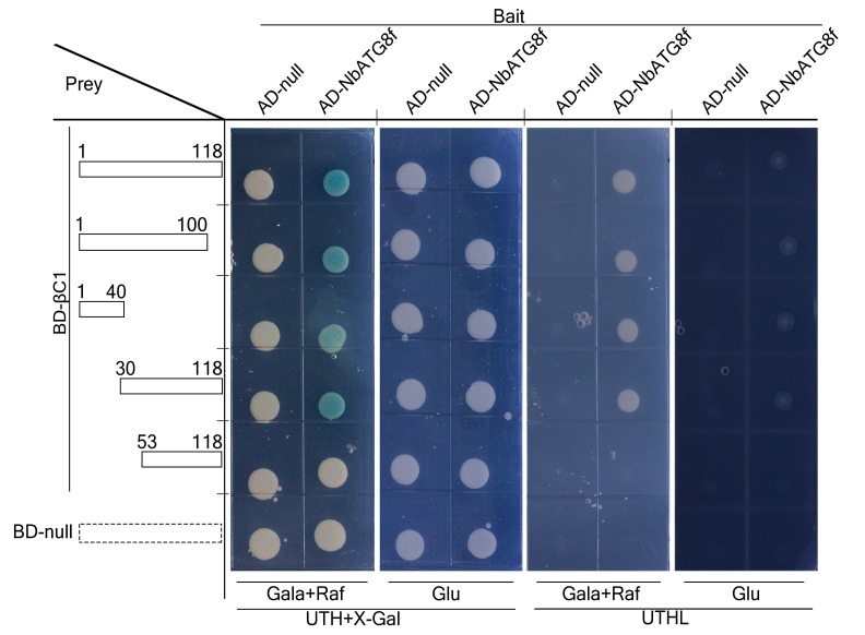 Figure 1—figure supplement 1.