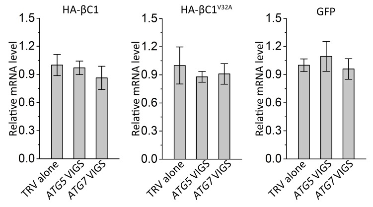 Figure 5—figure supplement 2.