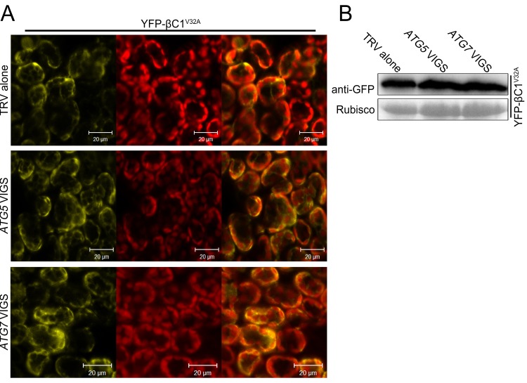 Figure 5—figure supplement 1.