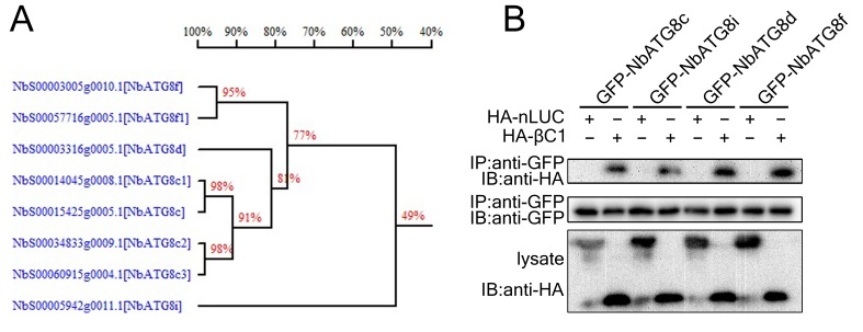 Figure 1—figure supplement 2.