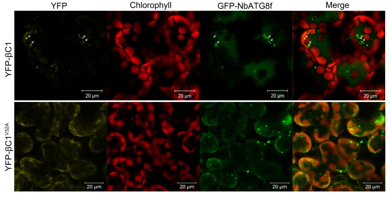 Figure 1—figure supplement 3.