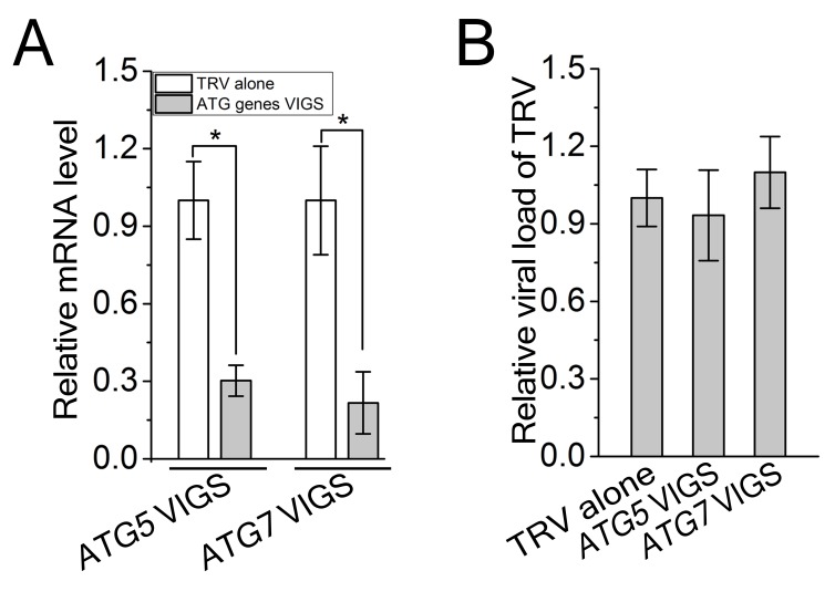 Figure 3—figure supplement 1.