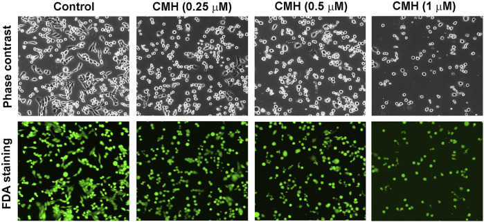 FIGURE 3