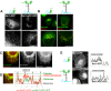 Fig 7