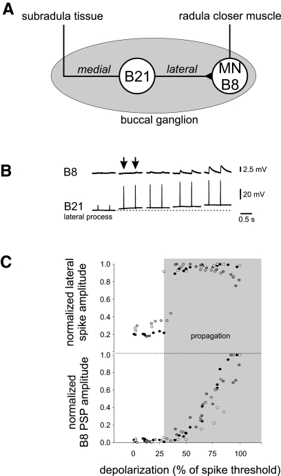 FIG. 1.