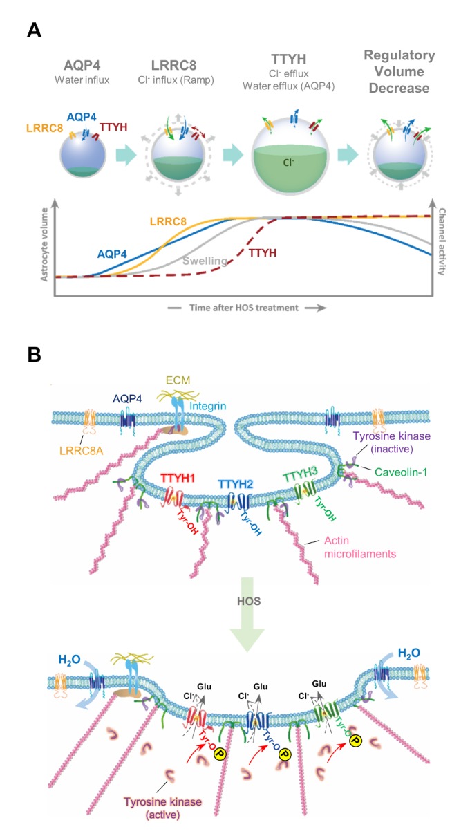 Fig. 12