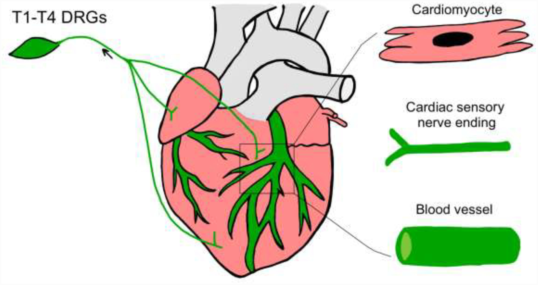 Figure 7.