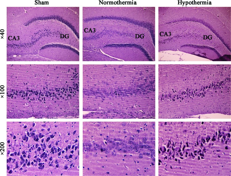 FIG. 2.