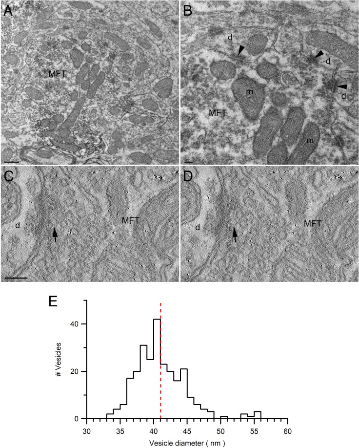 Figure 3—figure supplement 1.