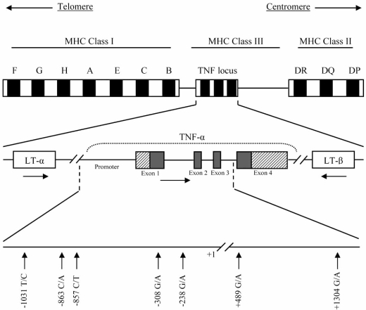 Fig. (1)