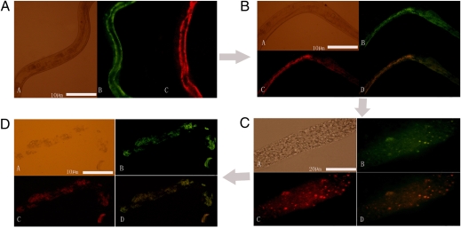 Fig. 3.