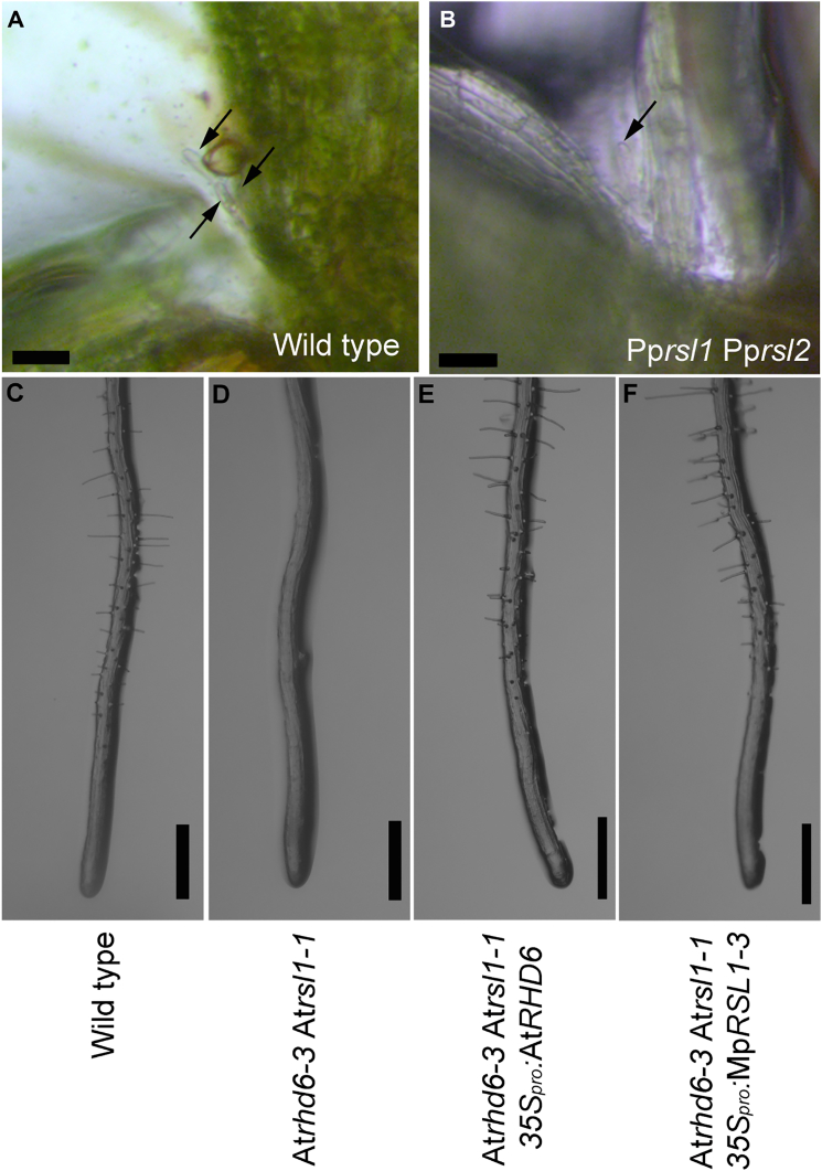 Figure 4