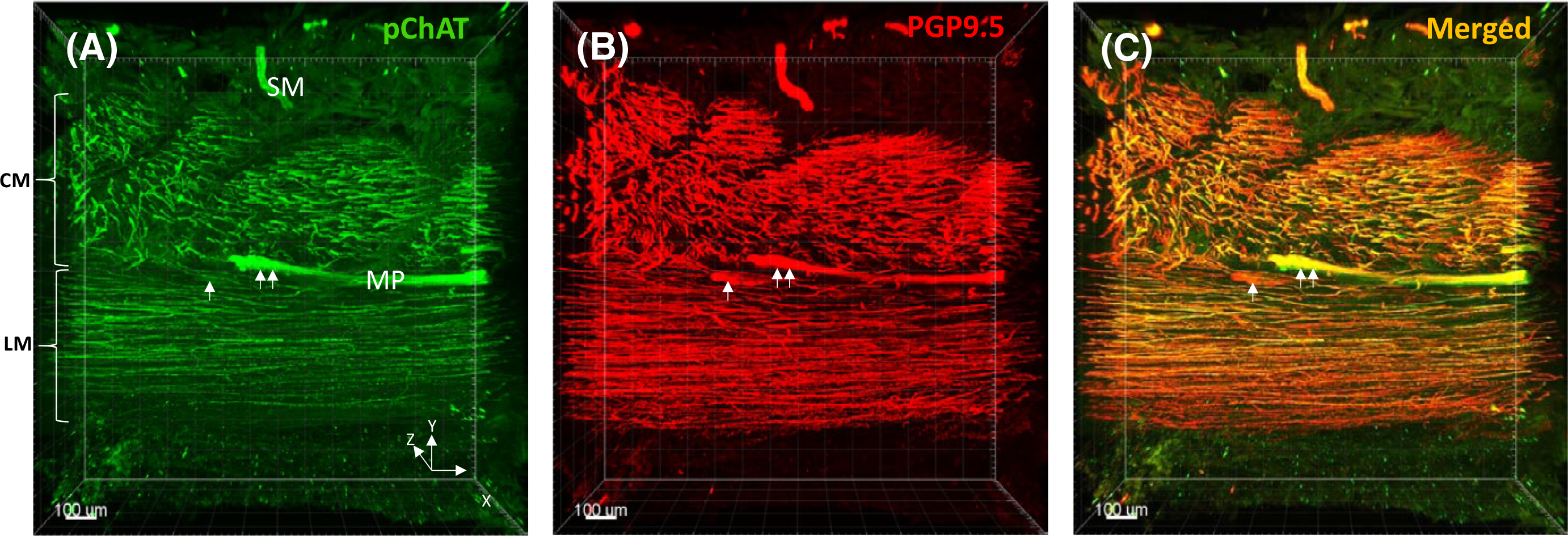 FIGURE 3