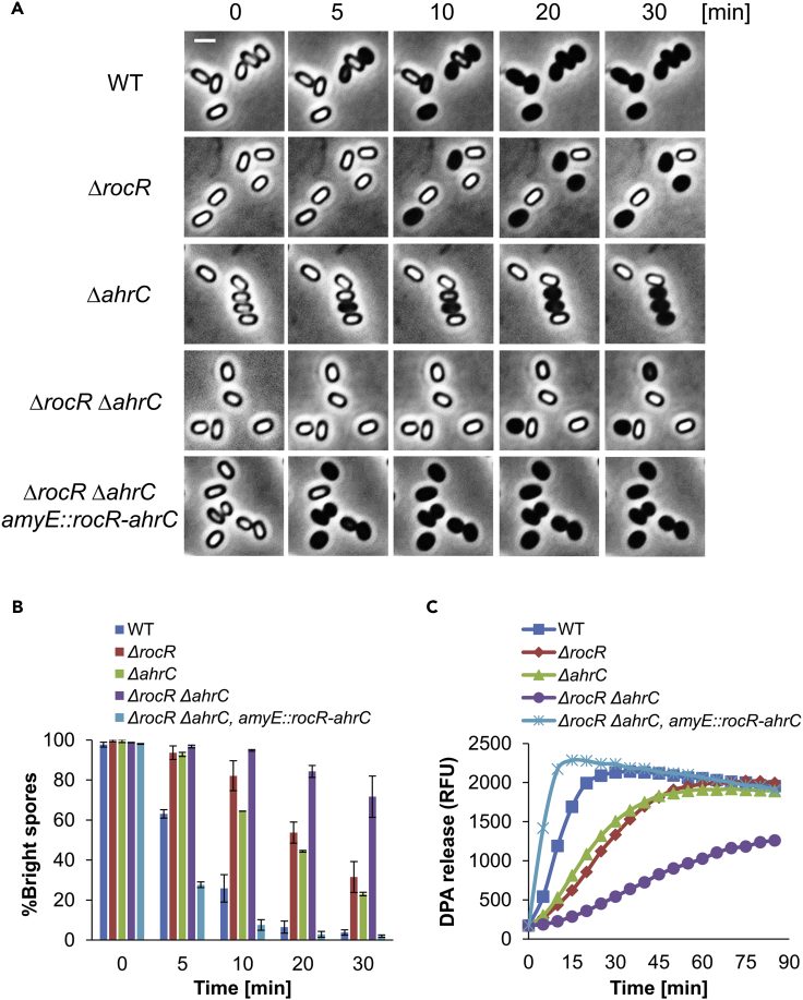 Figure 1