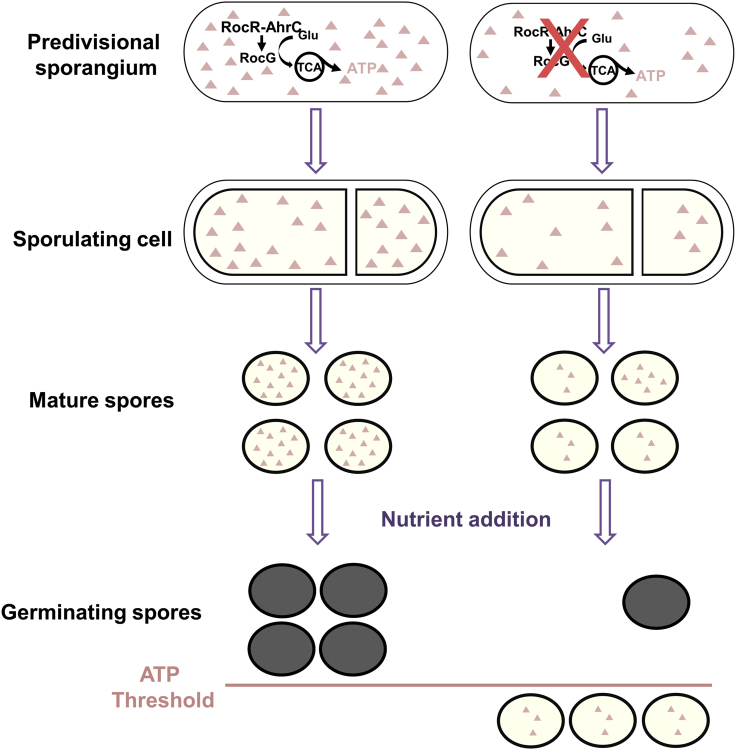 Figure 7