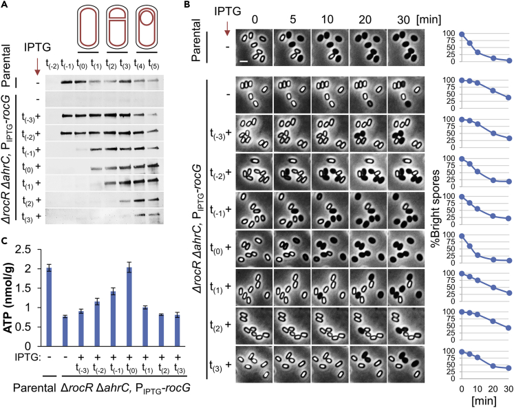 Figure 4