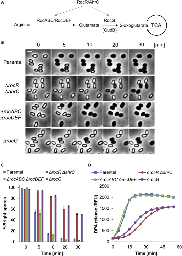 Figure 2