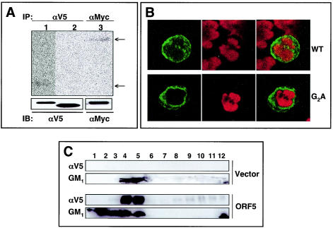 FIG. 2.