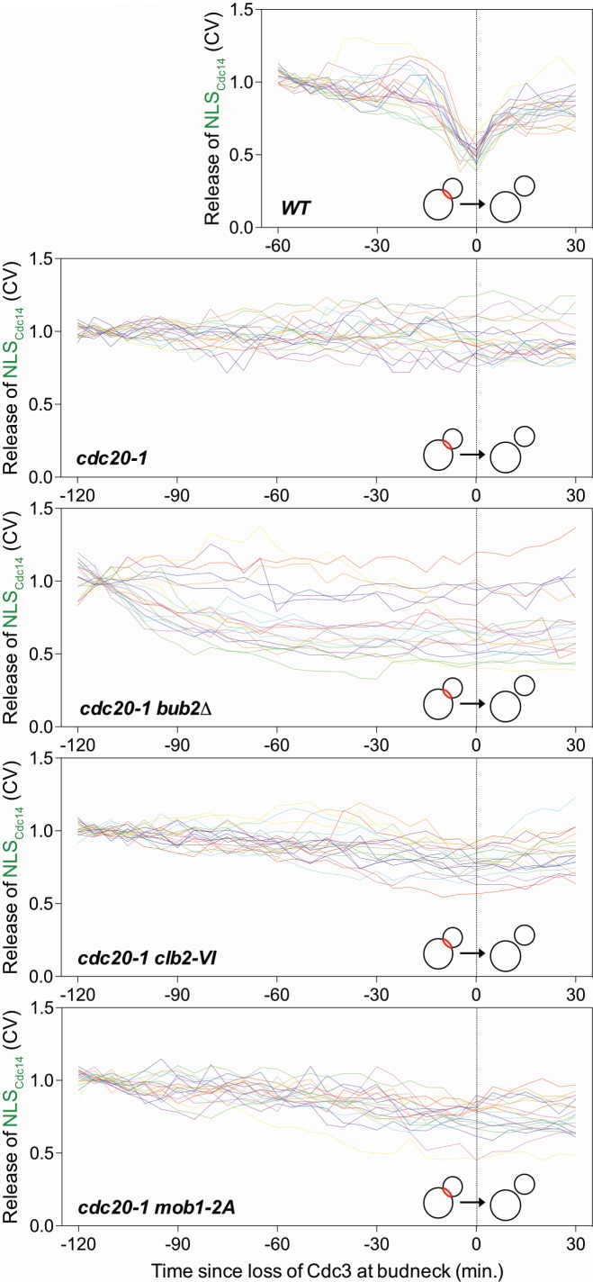 Figure 5—figure supplement 2.