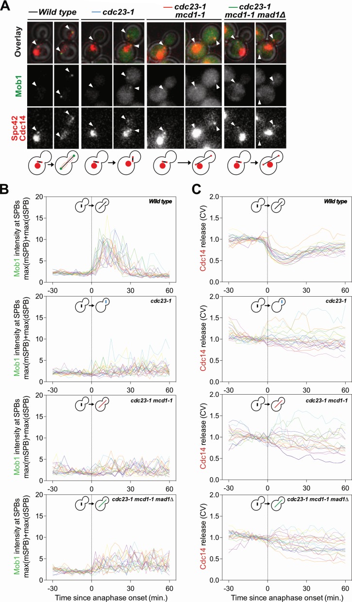 Figure 1—figure supplement 2.