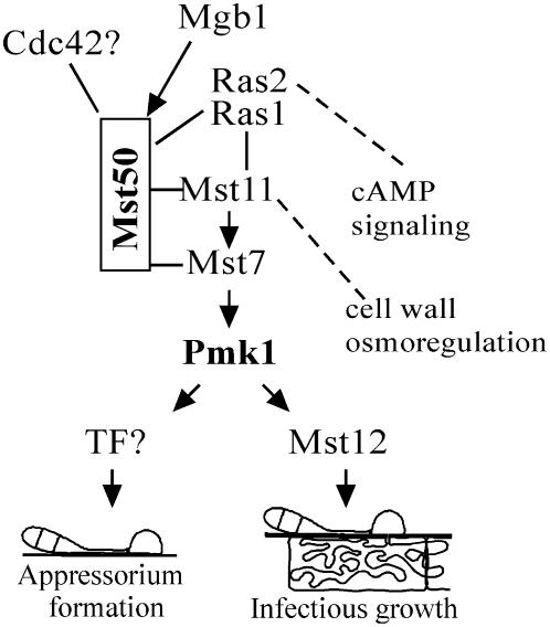 Figure 9.