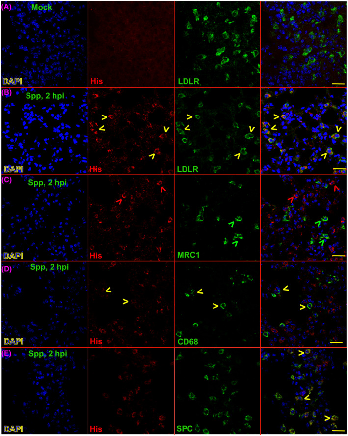 FIGURE 3