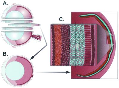 FIG. 2.