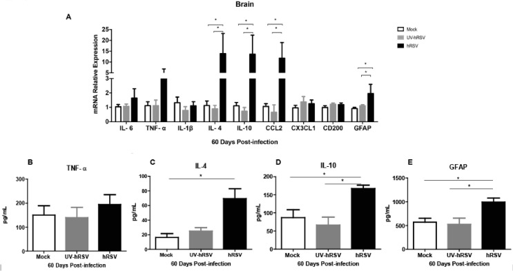 Lung pathology due to hRSV infection impairs blood–brain barrier ...