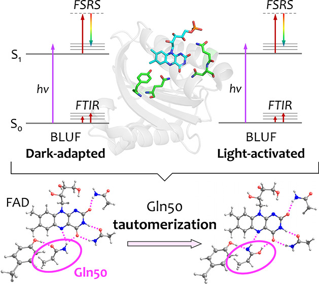 Spectroscopic and Computational Observation of Glutamine ...