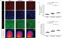 Influence of mechanical states on dense cells (10 x 104 cells seeding density for two-day culture per well)