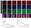 Influence of seeding density on YAP/TAZ translocation