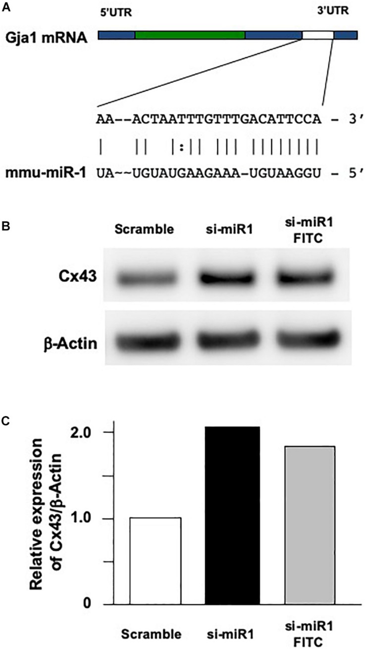 FIGURE 2