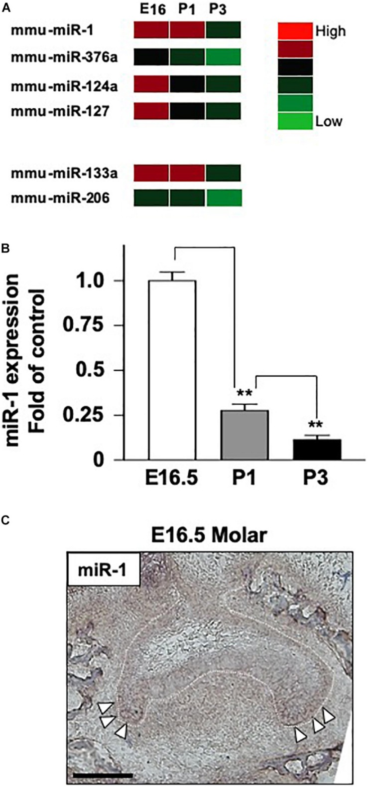 FIGURE 1