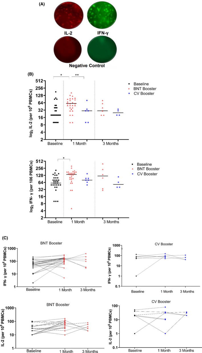 FIGURE 4