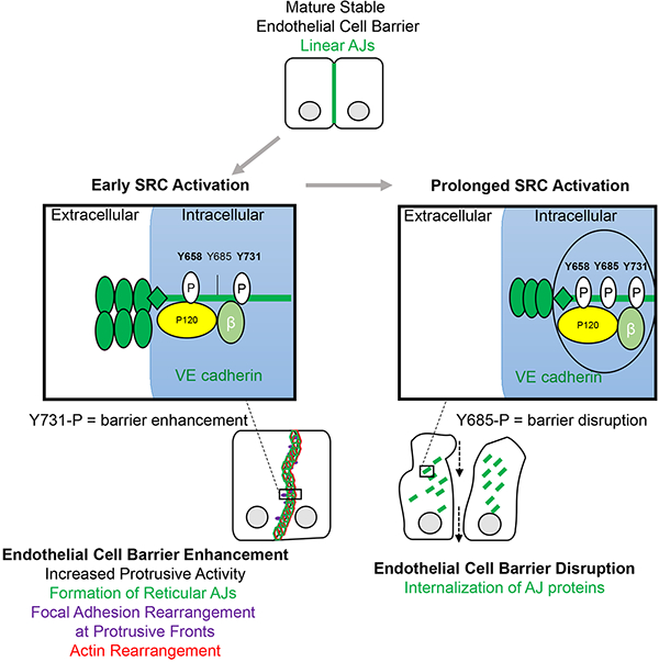 graphic file with name nihms-1528033-f0001.jpg