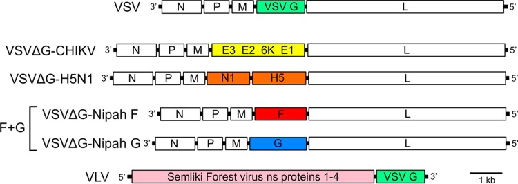 FIG 1