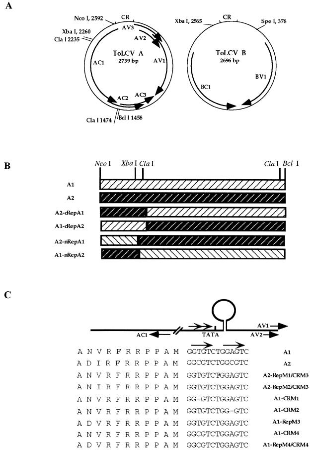FIG. 1