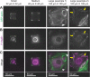 FIGURE 4: