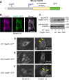 FIGURE 6: