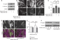 FIGURE 5: