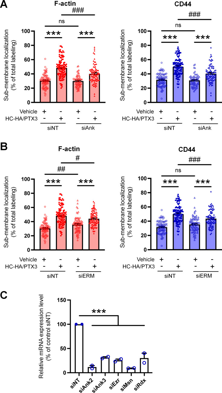 Figure 5—figure supplement 2.