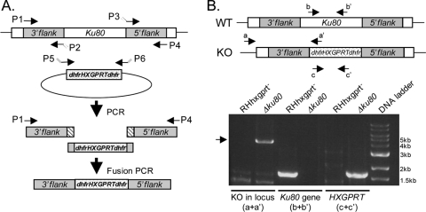 FIG. 1.