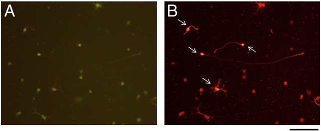 Supplementary Fig. 2