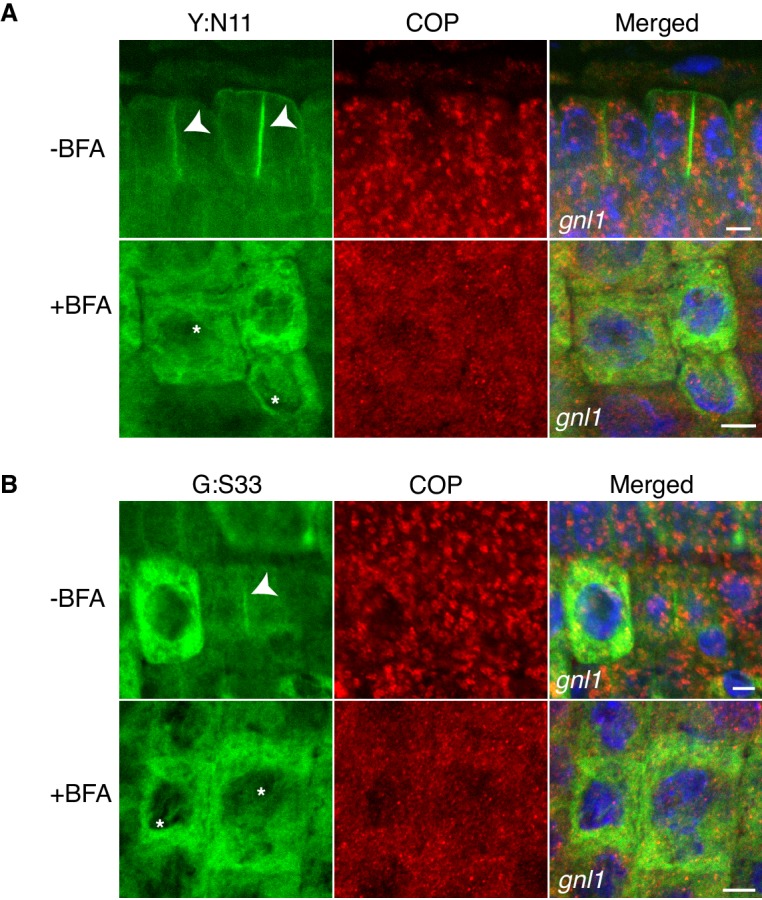 Figure 1—figure supplement 3.