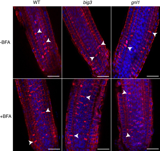 Figure 1—figure supplement 1.